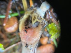 Proteinus basalis by no rights reserved, uploaded by Erin Springinotic. Used under a CC0 license.