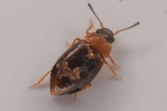 Proteinus collaris by (c) Trevor Van Loon, some rights reserved (CC BY), uploaded by Trevor Van Loon. Used under a CC-BY license.