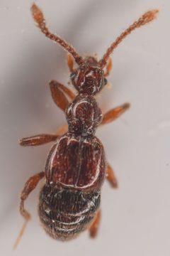 Batrisodes albionicus by (c) Trevor Van Loon, some rights reserved (CC BY), uploaded by Trevor Van Loon. Used under a CC-BY license.