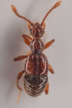 Batrisodes albionicus by (c) Trevor Van Loon, some rights reserved (CC BY), uploaded by Trevor Van Loon. Used under a CC-BY license.