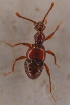 Batrisodes albionicus by (c) Trevor Van Loon, some rights reserved (CC BY), uploaded by Trevor Van Loon. Used under a CC-BY license.