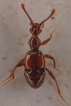 Batrisodes albionicus by (c) Trevor Van Loon, some rights reserved (CC BY), uploaded by Trevor Van Loon. Used under a CC-BY license.