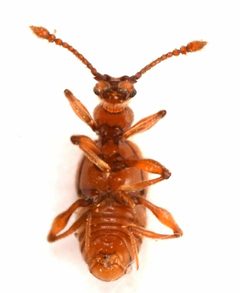 Batrisodes albionicus by no rights reserved, uploaded by Mike Palmer. Used under a CC0 license.