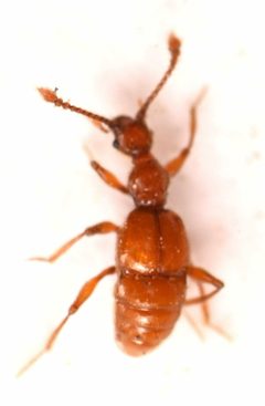 Batrisodes albionicus by no rights reserved, uploaded by Mike Palmer. Used under a CC0 license.