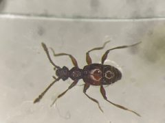 Batrisodes scabriceps by no rights reserved, uploaded by Nick Bédard. Used under a CC0 license.