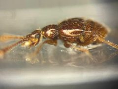 Lucifotychus testaceus by no rights reserved, uploaded by Nick Bédard. Used under a CC0 license.