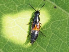 Quedius cinctus by (c) Michael Knapp, some rights reserved (CC BY), uploaded by Michael Knapp. Used under a CC-BY license.