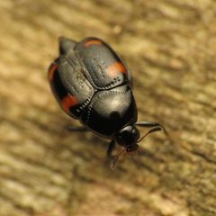 Scaphidium quadriguttatum by (c) Katja Schulz, some rights reserved (CC BY). Used under a CC-BY license.