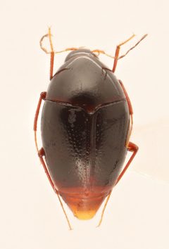 Scaphisoma convexum by no rights reserved, uploaded by Nick Bédard. Used under a CC0 license.