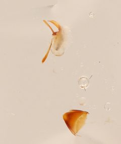 Scaphisoma convexum by no rights reserved, uploaded by Nick Bédard. Used under a CC0 license.