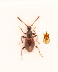 Euconnus clavipes by no rights reserved, uploaded by Nick Bédard. Used under a CC0 license.