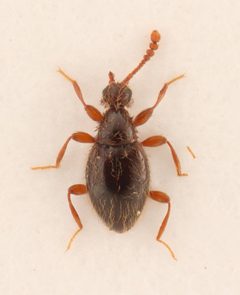 Euconnus comptus by no rights reserved, uploaded by Nick Bédard. Used under a CC0 license.