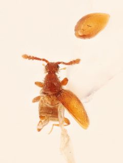 Euconnus separatus by no rights reserved, uploaded by Nick Bédard. Used under a CC0 license.