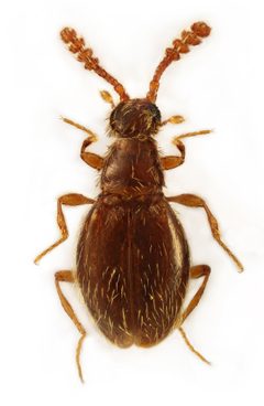 Euconnus by (c) 
Stanislav Snäll, some rights reserved (CC BY). Used under a CC-BY license.