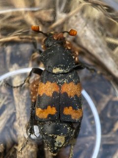 Nicrophorus guttula by (c) Z, some rights reserved (CC BY), uploaded by Z. Used under a CC-BY license.