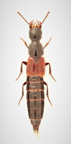 Bisnius quediinus by no rights reserved, uploaded by Nick Bédard. Used under a CC0 license.