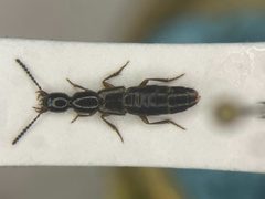 Gabrius brevipennis by no rights reserved, uploaded by Nick Bédard. Used under a CC0 license.