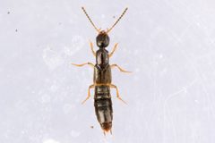 Neobisnius sobrinus by (c) Owen Strickland, some rights reserved (CC BY), uploaded by Owen Strickland. Used under a CC-BY license.