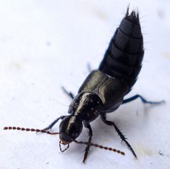 Philonthus cognatus by (c) Mick Talbot, some rights reserved (CC BY). Used under a CC-BY license.
