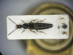 Philonthus flumineus by no rights reserved, uploaded by Nick Bédard. Used under a CC0 license.