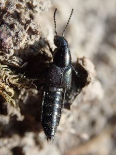 Philonthus by (c) agujaceratops, some rights reserved (CC BY), uploaded by agujaceratops. Used under a CC-BY license.
