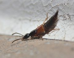 Philonthus neonatus by (c) Zachary Dankowicz, some rights reserved (CC BY), uploaded by Zachary Dankowicz. Used under a CC-BY license.