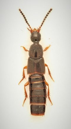 Philonthus sessor by no rights reserved, uploaded by Nick Bédard. Used under a CC0 license.