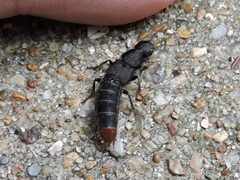 Platydracus caliginosus by (c) Sam Kieschnick, some rights reserved (CC BY), uploaded by Sam Kieschnick. Used under a CC-BY license.