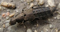 Platydracus exulans by (c) Andrew Meeds, some rights reserved (CC BY), uploaded by Andrew Meeds. Used under a CC-BY license.
