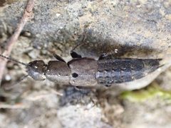 Platydracus exulans by (c) John Abrams, some rights reserved (CC BY), uploaded by John Abrams. Used under a CC-BY license.