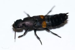 Platydracus fossator by (c) Owen Strickland, some rights reserved (CC BY), uploaded by Owen Strickland. Used under a CC-BY license.
