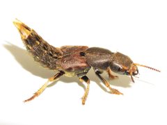 Platydracus by (c) Dan MacNeal, some rights reserved (CC BY), uploaded by Dan MacNeal. Used under a CC-BY license.