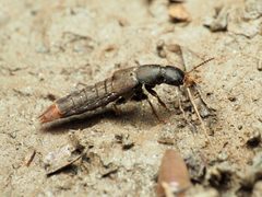Platydracus mysticus by (c) Katja Schulz, some rights reserved (CC BY), uploaded by Katja Schulz. Used under a CC-BY license.