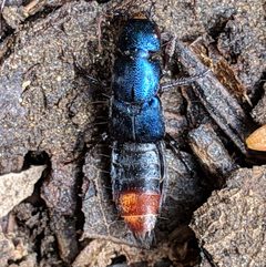 Platydracus rutilicauda by (c) Ken-ichi Ueda，保留部分权利（CC BY）, 由 Ken-ichi Ueda 上传. Used under a CC-BY license.