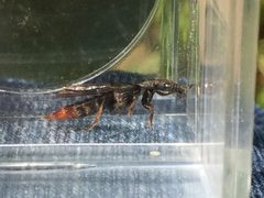 Platydracus tarsalis by (c) Darin J McGuire, some rights reserved (CC BY), uploaded by Darin J McGuire. Used under a CC-BY license.