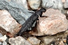 Platydracus tomentosus by (c) Louise Woodrich, some rights reserved (CC BY), uploaded by Louise Woodrich. Used under a CC-BY license.