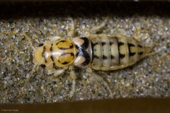 Thinopinus by (c) Ken-ichi Ueda, some rights reserved (CC BY), uploaded by Ken-ichi Ueda. Used under a CC-BY license.