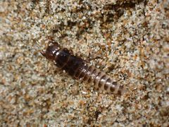 Thinopinus pictus by (c) Cricket Raspet, some rights reserved (CC BY), uploaded by Cricket Raspet. Used under a CC-BY license.