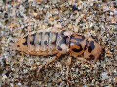Thinopinus pictus by (c) Cricket Raspet, some rights reserved (CC BY), uploaded by Cricket Raspet. Used under a CC-BY license.