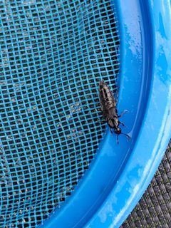 Tympanophorus puncticollis by (c) Chris Friesen, some rights reserved (CC BY), uploaded by Chris Friesen. Used under a CC-BY license.
