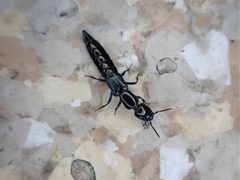 Thyreocephalus by (c) Grey Smith, some rights reserved (CC BY), uploaded by Grey Smith. Used under a CC-BY license.