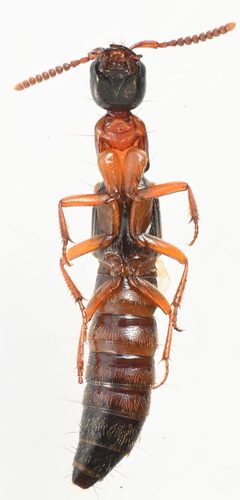 Xestolinus abdominalis by no rights reserved, uploaded by Mike Palmer. Used under a CC0 license.