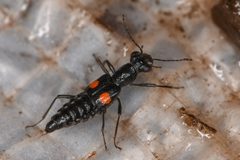 Dianous nitidulus by (c) Trevor Van Loon, some rights reserved (CC BY), uploaded by Trevor Van Loon. Used under a CC-BY license.