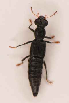 Stenus retrusus by (c) Trevor Van Loon, some rights reserved (CC BY), uploaded by Trevor Van Loon. Used under a CC-BY license.