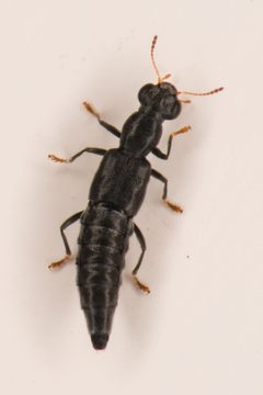 Stenus retrusus by (c) Trevor Van Loon, some rights reserved (CC BY), uploaded by Trevor Van Loon. Used under a CC-BY license.