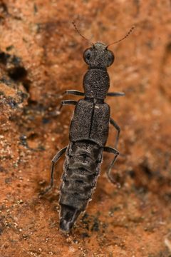 Stenus umbratilis by (c) Trevor Van Loon, some rights reserved (CC BY), uploaded by Trevor Van Loon. Used under a CC-BY license.