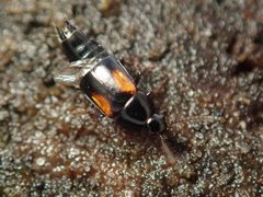 Tachinus subterraneus by (c) Alexis Tinker-Tsavalas, some rights reserved (CC BY), uploaded by Alexis Tinker-Tsavalas. Used under a CC-BY license.