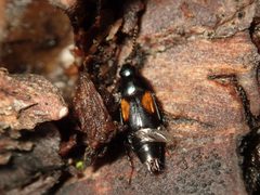 Tachinus subterraneus by (c) Alexis Tinker-Tsavalas, some rights reserved (CC BY), uploaded by Alexis Tinker-Tsavalas. Used under a CC-BY license.