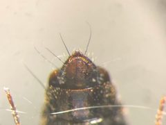 Tachinus basalis by no rights reserved, uploaded by Nick Bédard. Used under a CC0 license.