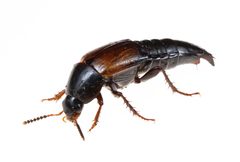 Tachinus fimbriatus by (c) Christian Back, some rights reserved (CC BY), uploaded by Christian Back. Used under a CC-BY license.